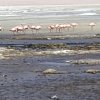 Uyuni - 0067